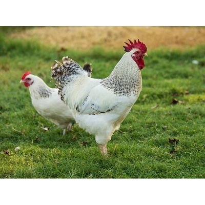 gà chọi đá đẹp gà chọi đá đẹp