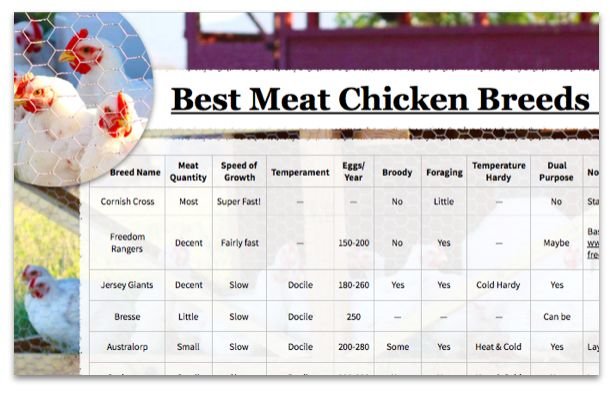chợ tốt gà đá thành phố hồ chí minh chợ tốt gà đá thành phố hồ chí minh