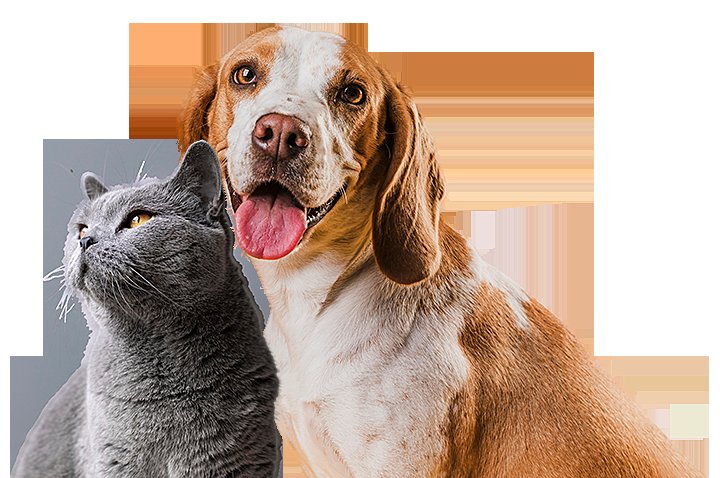 cách xem chân gà đá cựa sắt